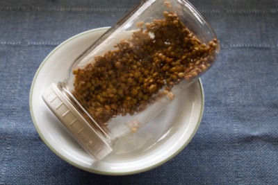 lentils starting to spout in a jar