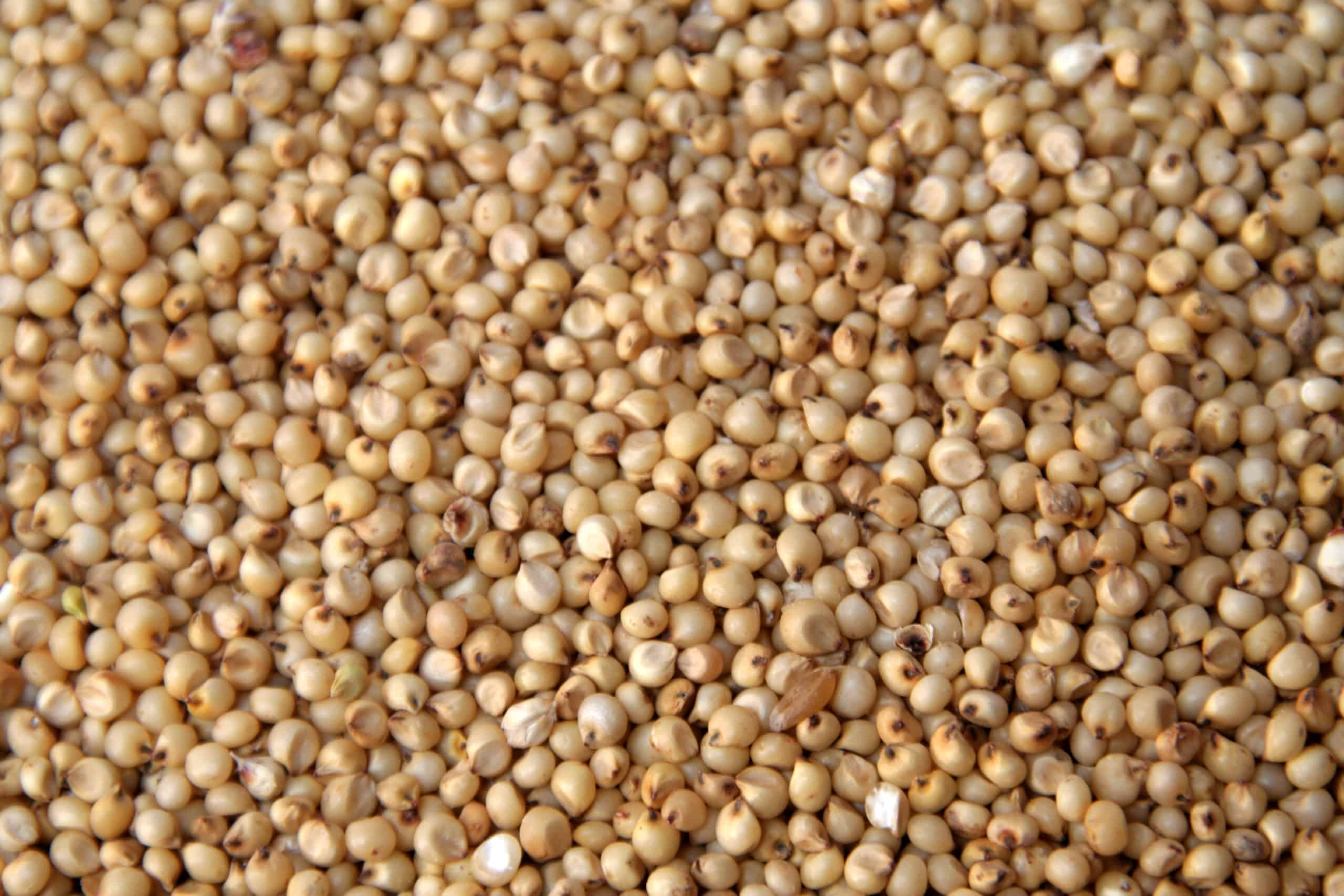 raw sorghum grains