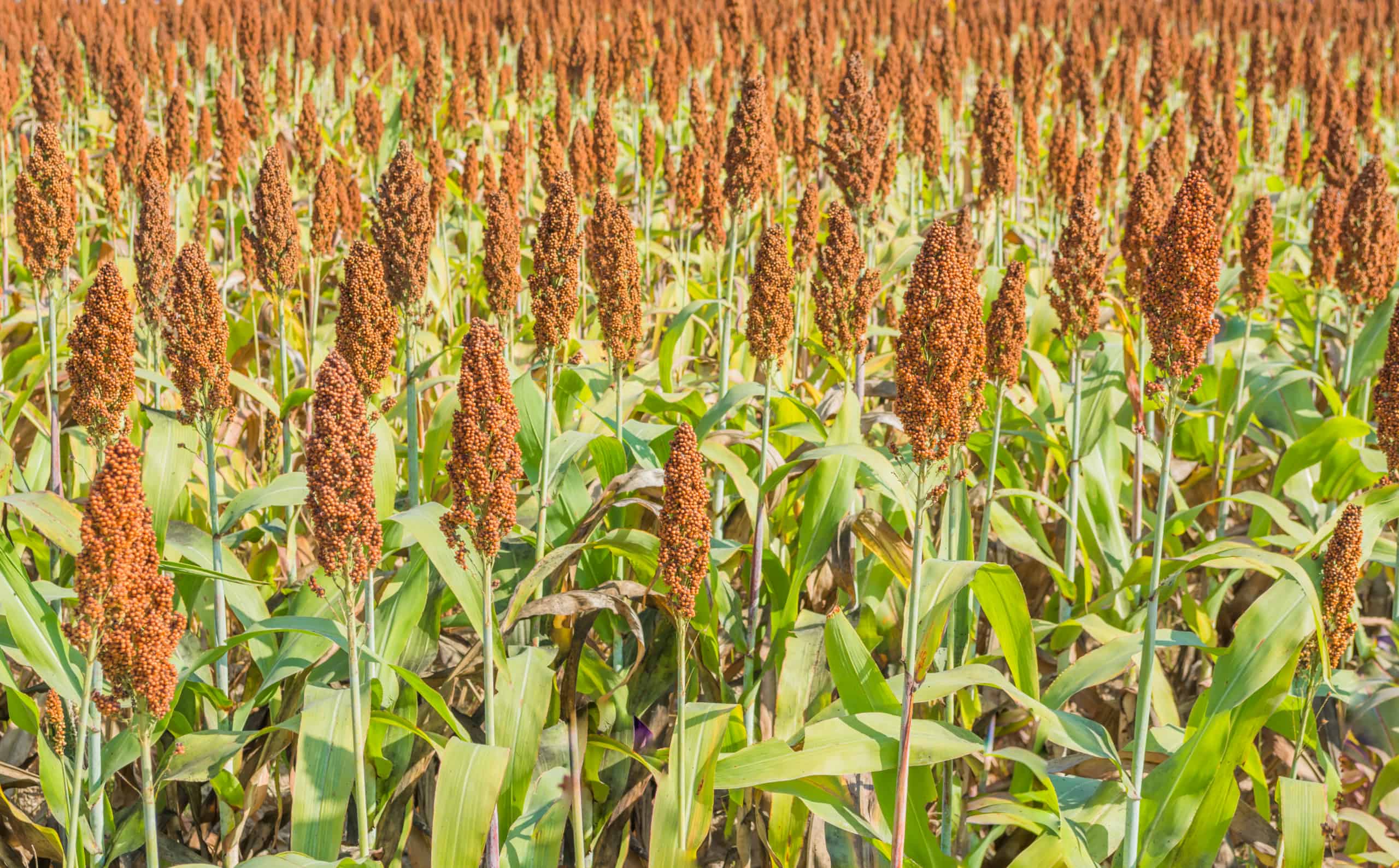 sorghum field